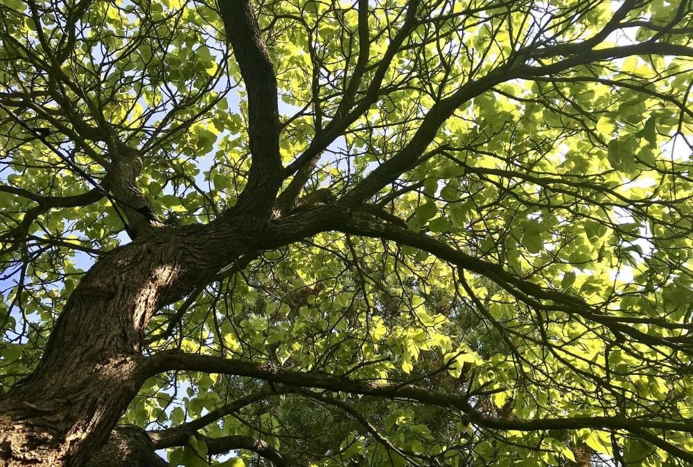 agenda cursus bostochten frankrijk jeroen heindijk