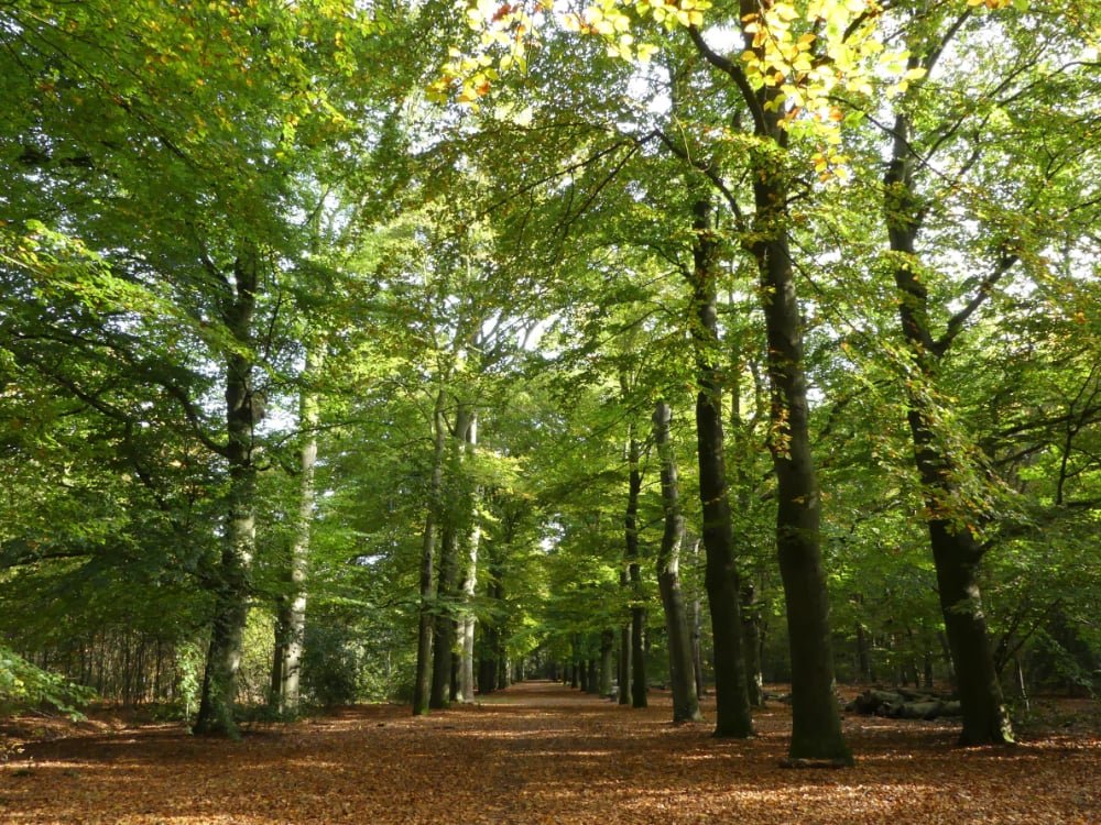contact opnemen met jeroen heindijk bostochten
