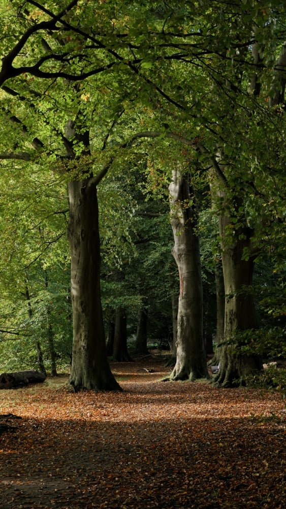 privacyverklaring bostochten